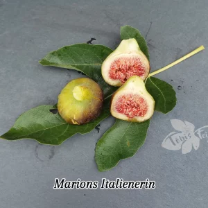 Marions Italienerin