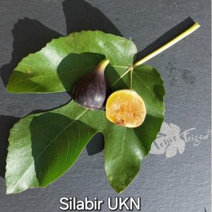 Silabir Jungpflanze
