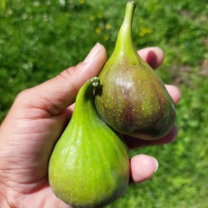 Juli von Pressburg (Bratislava UKN)