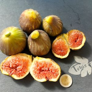 Marions Italienerin "Norditalien"